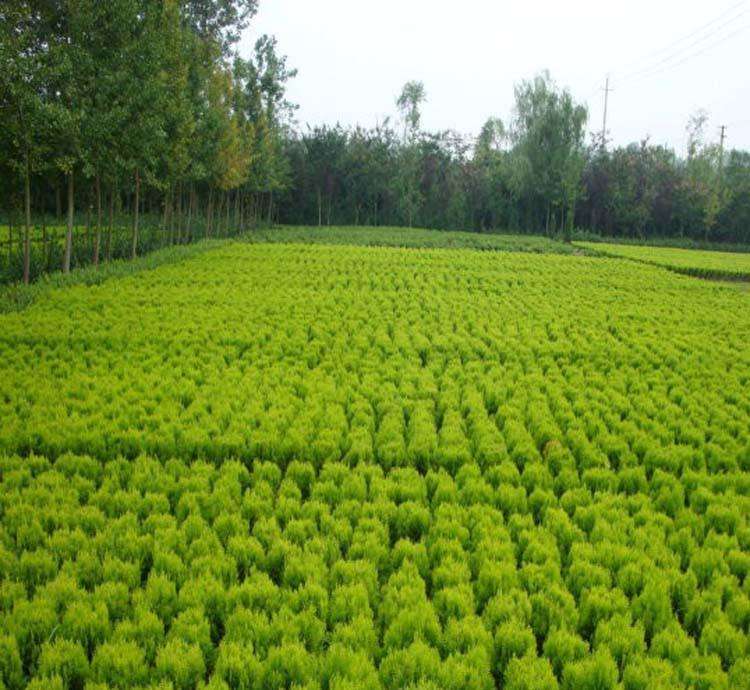 綠化（huà）工程