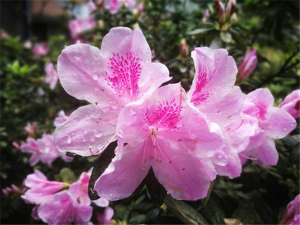 綠化(huà)工程中(zhōng)紫花杜鵑樹(shù)苗如何種植?