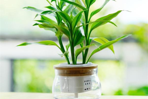 綠化工程認為適合室（shì）內養護的觀賞竹
