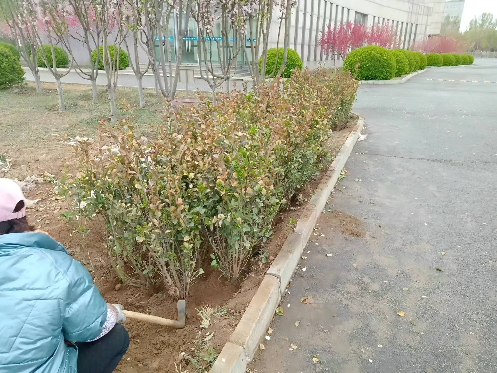 北京春季綠籬種植注意事（shì）項（xiàng）