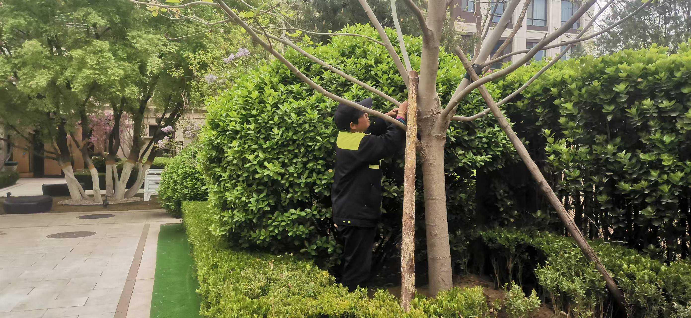 北京將出現10級以上大風，園林綠化養護如何提（tí）前（qián）防範風險