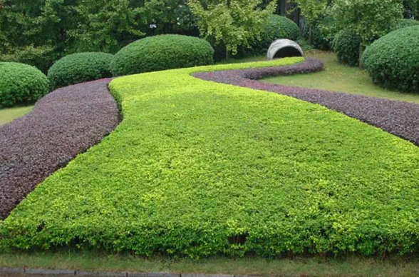 園(yuán)林綠化(huà)種植(zhí)五大技巧 園林綠(lǜ)化種植五大技(jì)巧